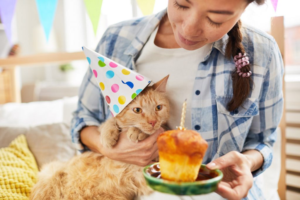 adoptable cat birthday party