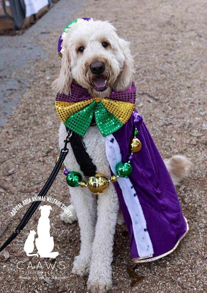 dog dressed up at the krewe of mutts