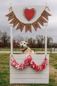 cute dog holding rose at smooch your pooch event