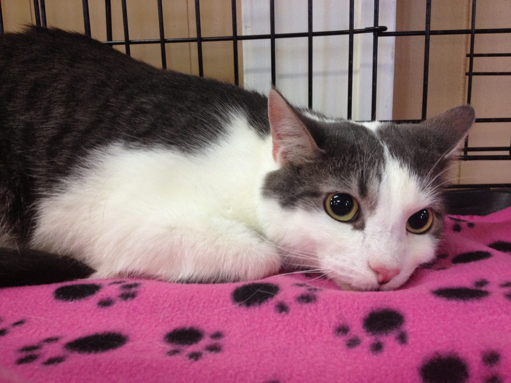 Cats for Adoption in Baton Rouge Get a Pet from the CAAWS Shelter