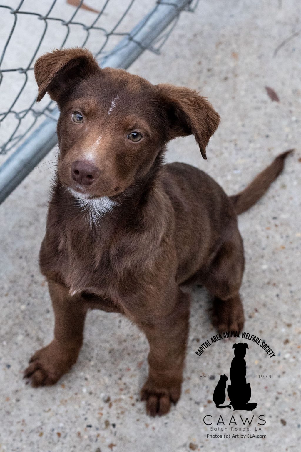 Dogs for Adoption in Baton Rouge Get a Pet from the CAAWS Shelter