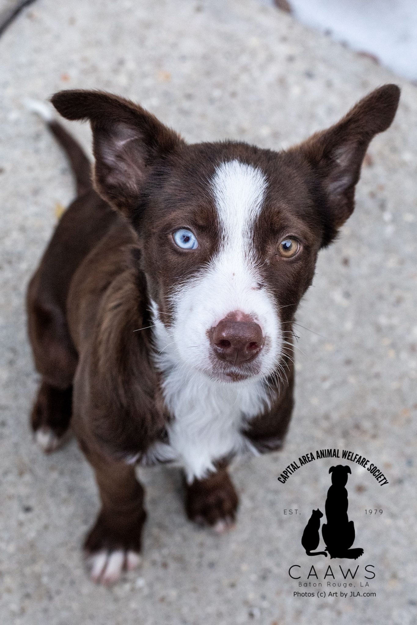 Dogs for Adoption in Baton Rouge Get a Pet from the CAAWS Shelter