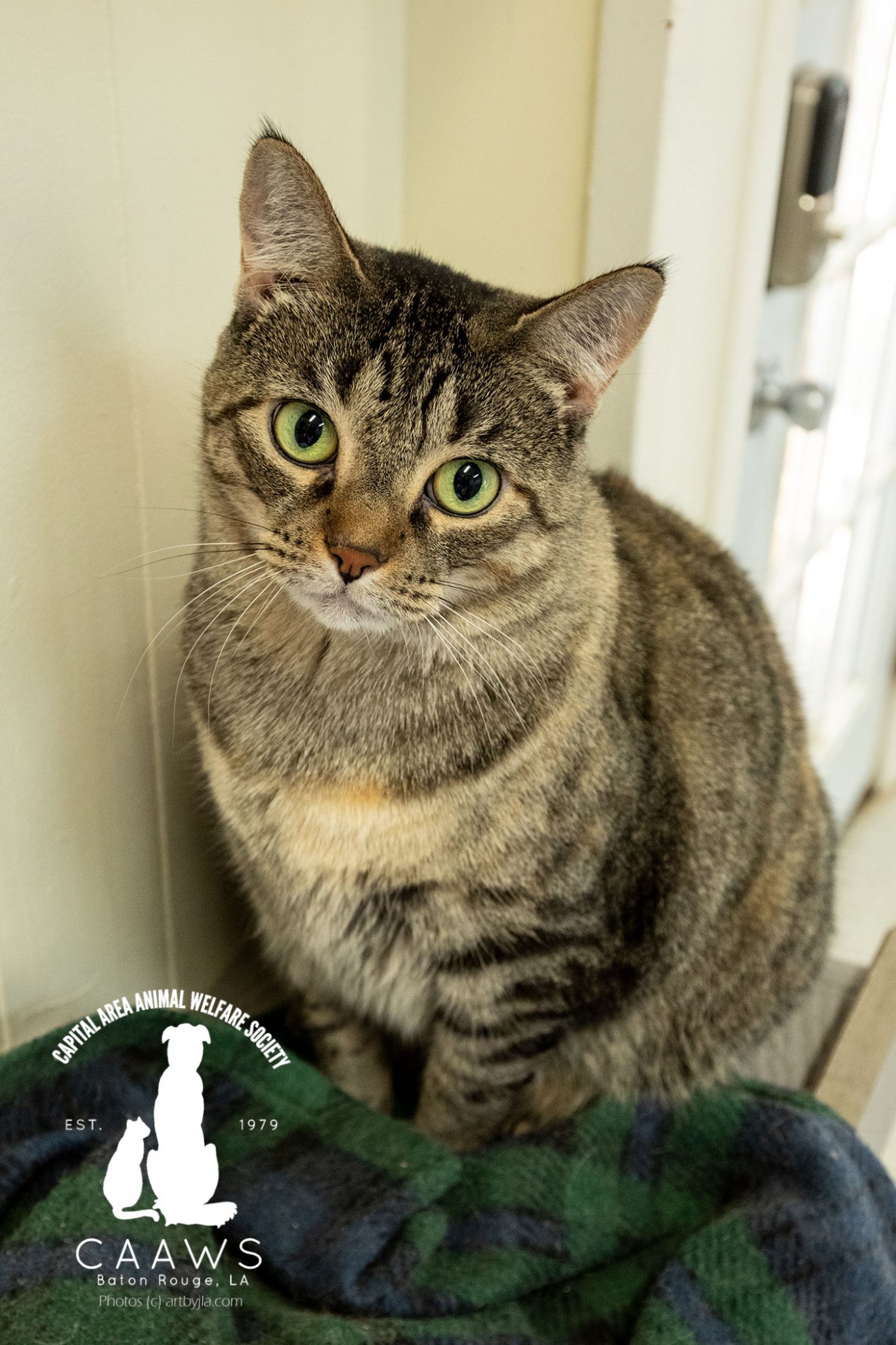 Cats for Adoption in Baton Rouge Get a Pet from the CAAWS Shelter