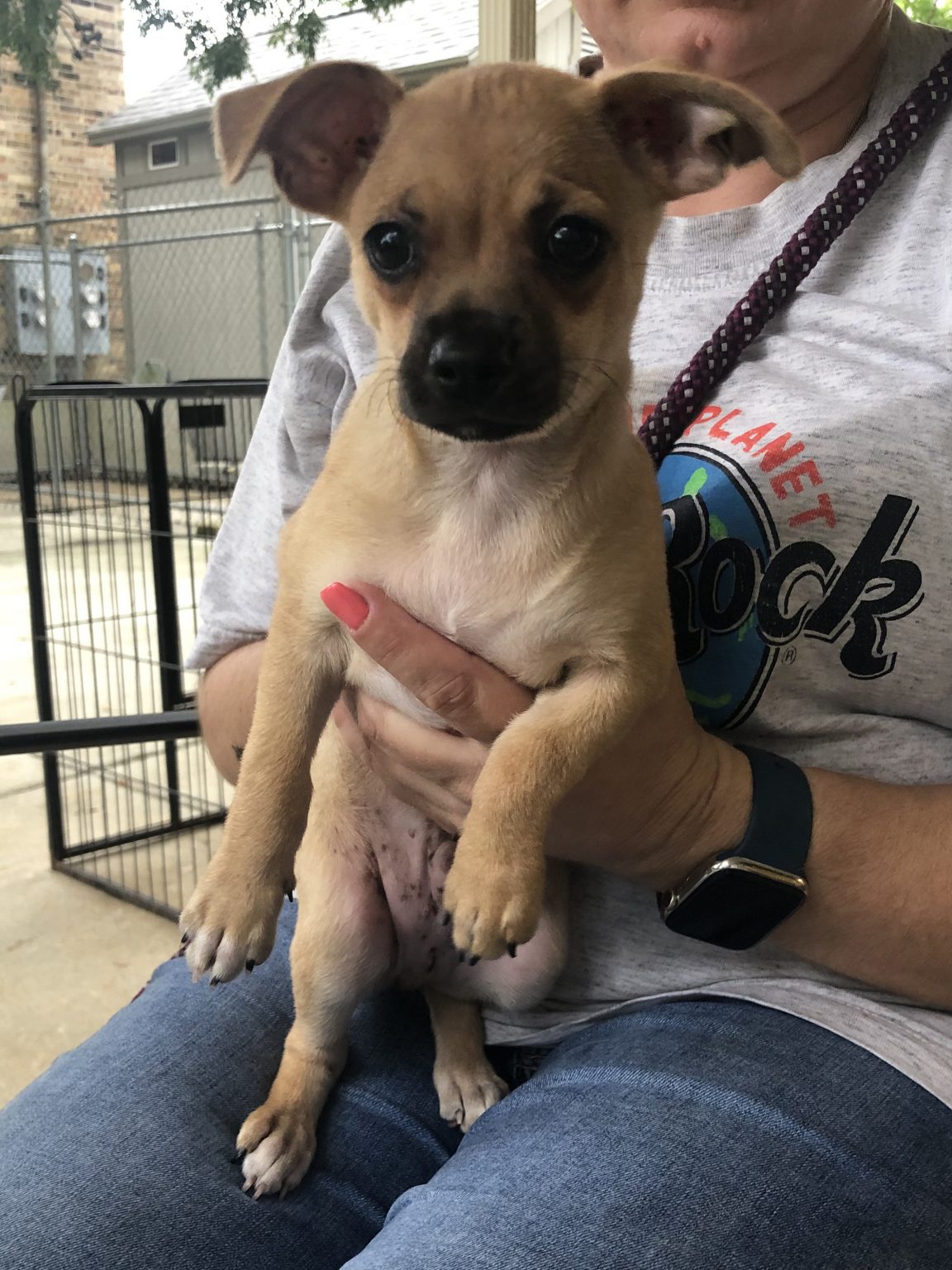 Dogs for Adoption in Baton Rouge Get a Pet from the CAAWS Shelter