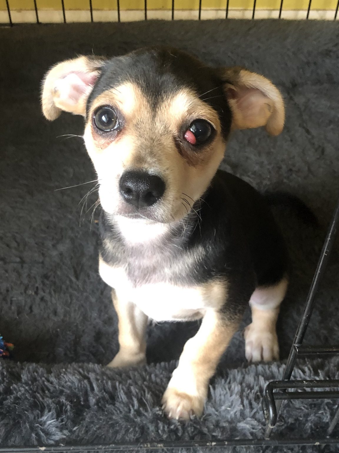 Dogs for Adoption in Baton Rouge Get a Pet from the CAAWS Shelter