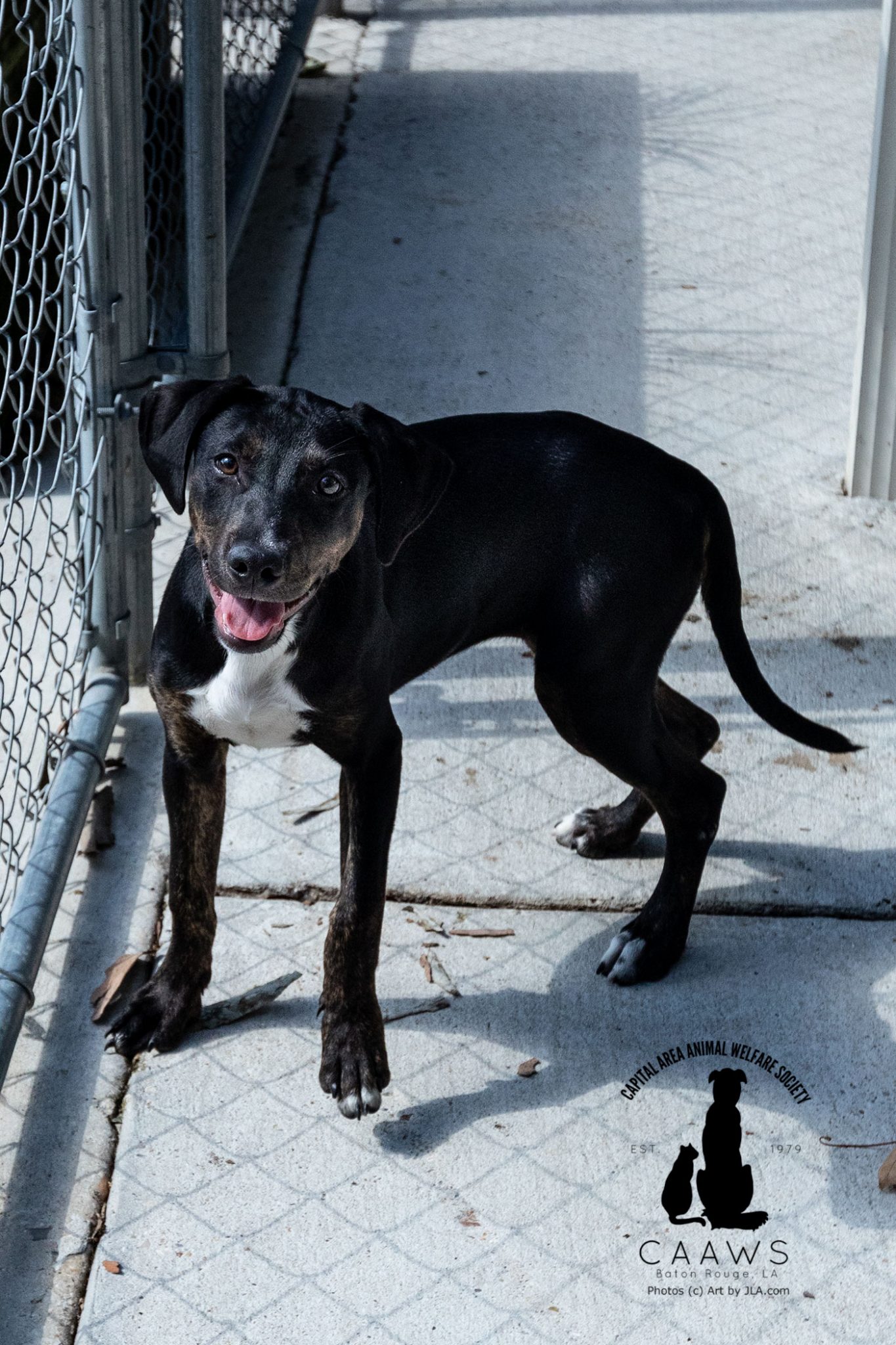 Dogs for Adoption in Baton Rouge Get a Pet from the CAAWS Shelter