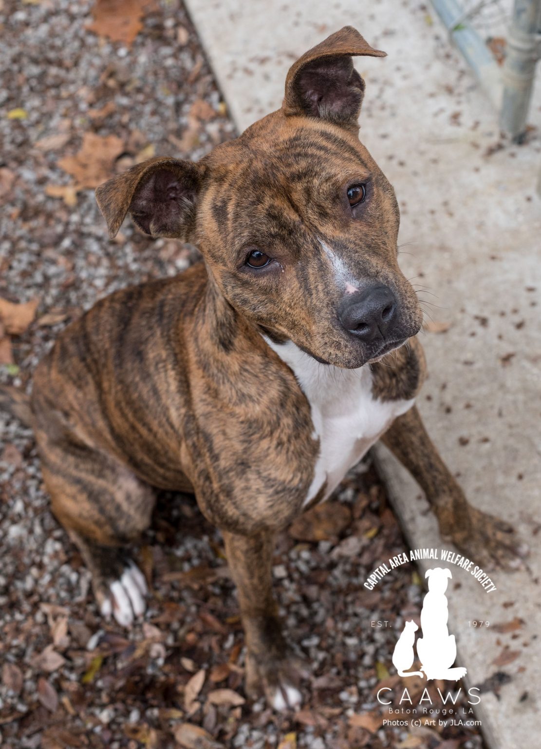 Dogs for Adoption in Baton Rouge Get a Pet from the CAAWS Shelter