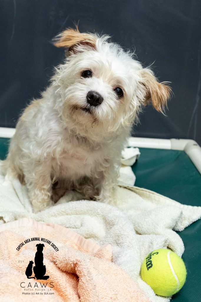 Dogs for Adoption in Baton Rouge Get a Pet from the CAAWS Shelter