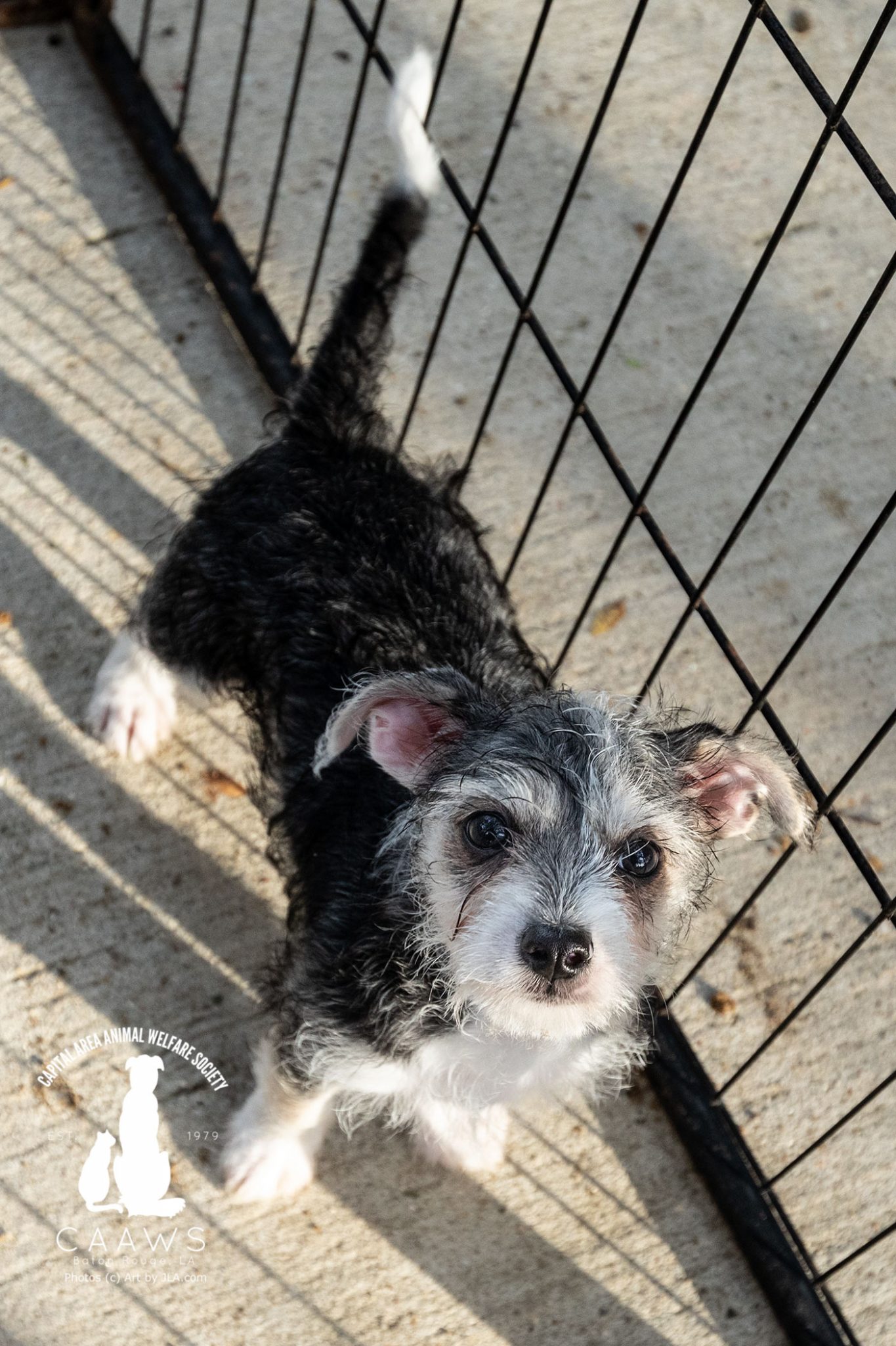 Craigslist Pets Baton Rouge - j92fl68