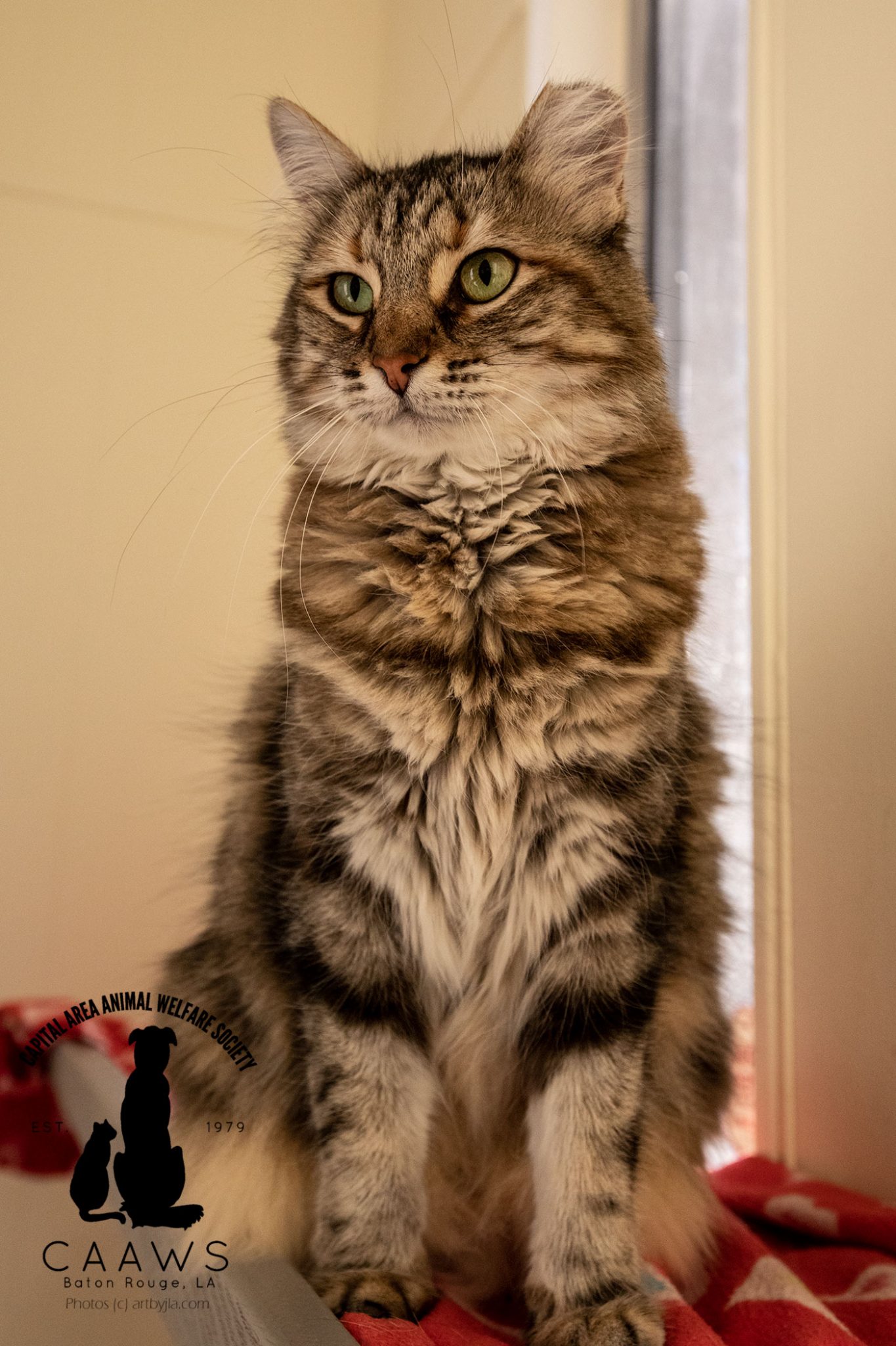 Cats for Adoption in Baton Rouge Get a Pet from the CAAWS Shelter