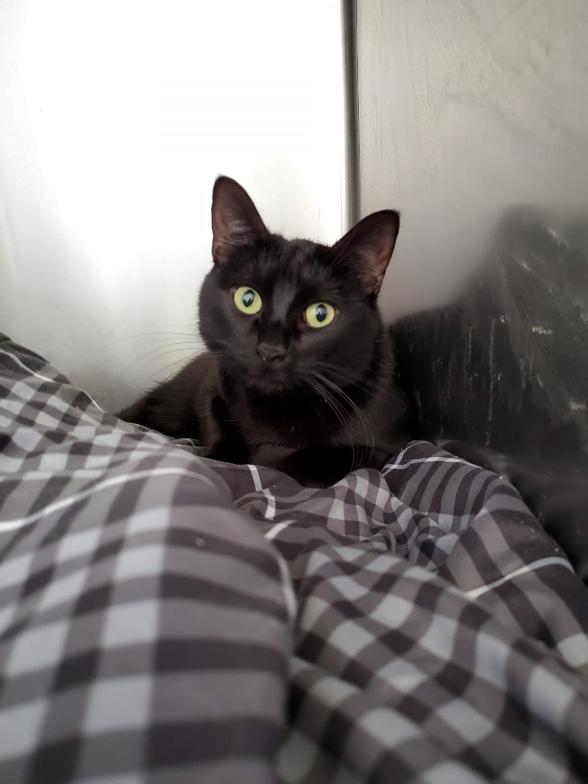 Cats for Adoption in Baton Rouge Get a Pet from the CAAWS Shelter