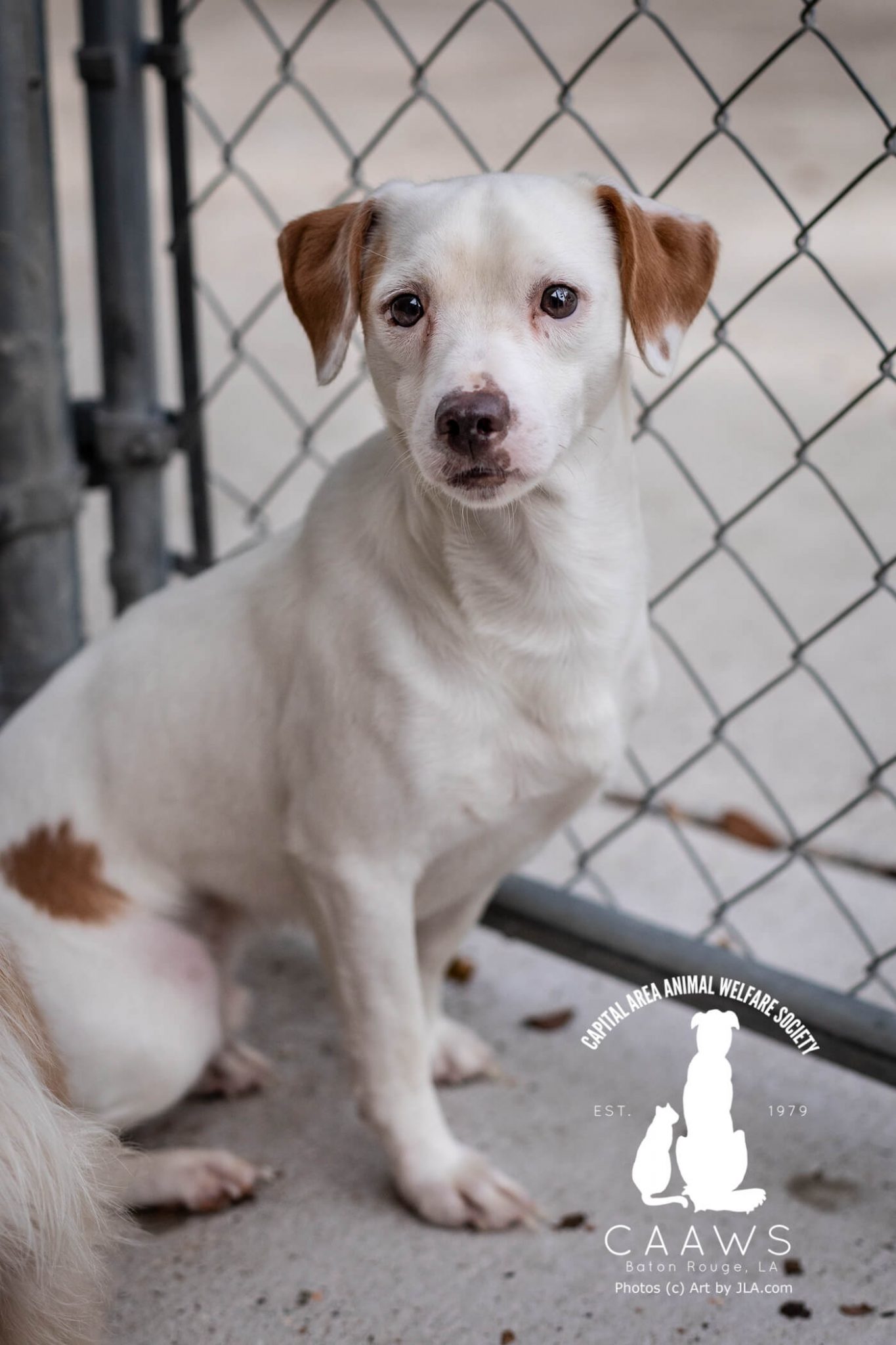 Dogs for Adoption in Baton Rouge Get a Pet from the CAAWS Shelter