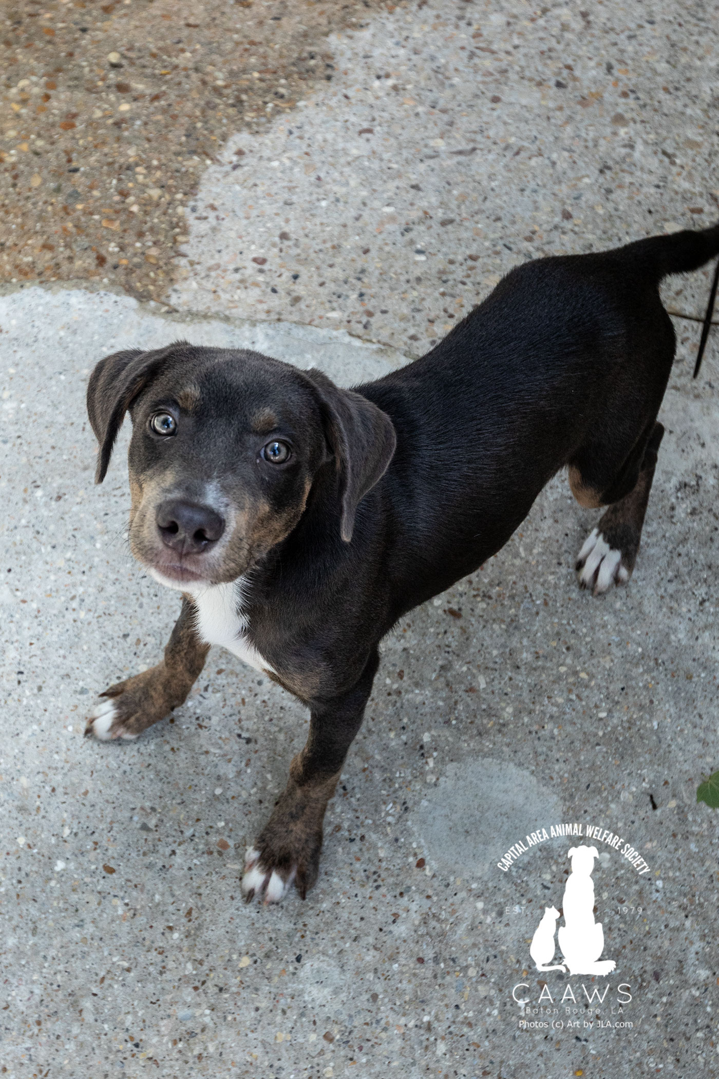 Dogs for Adoption in Baton Rouge Get a Pet from the CAAWS Shelter