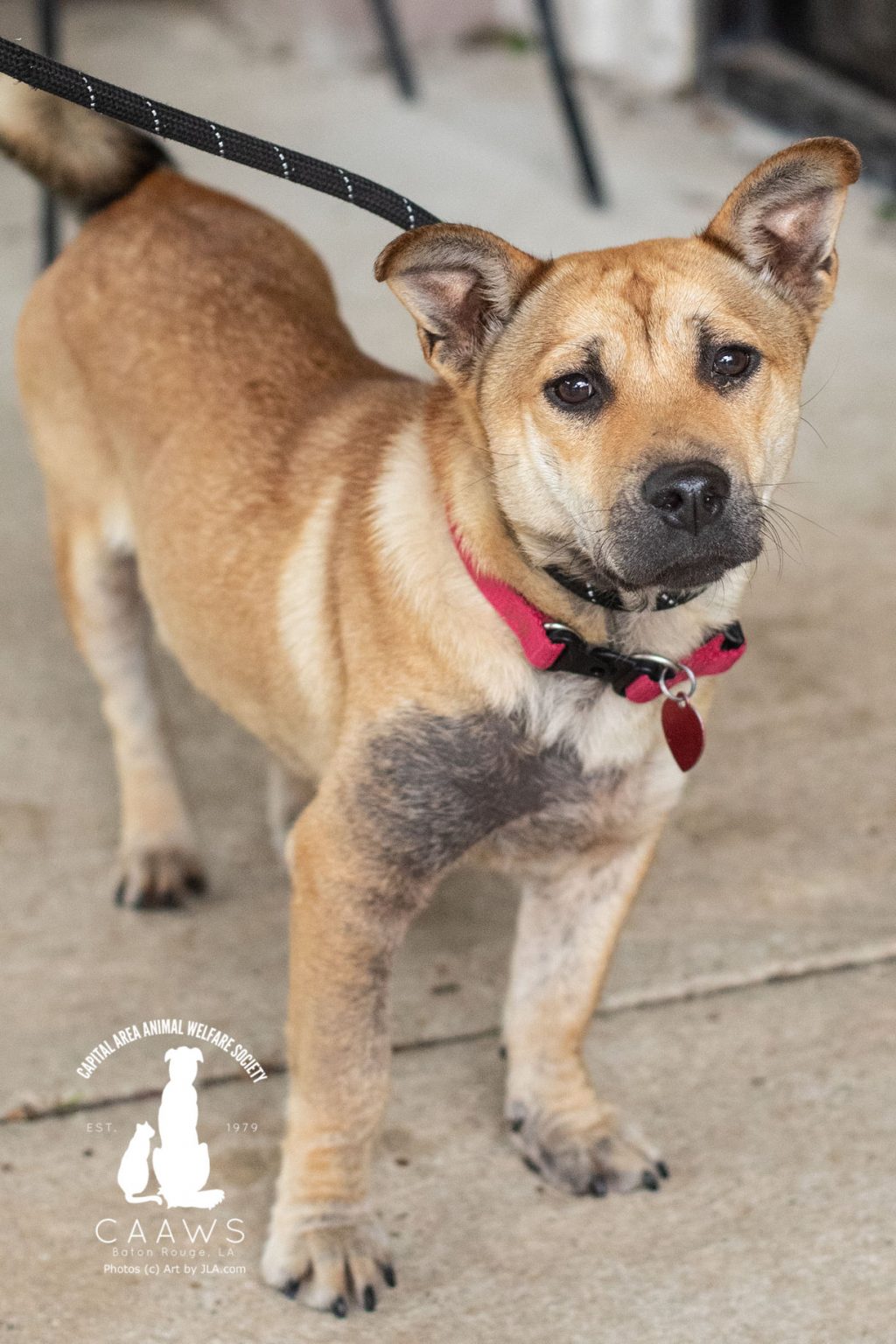 Dogs for Adoption in Baton Rouge Get a Pet from the CAAWS Shelter