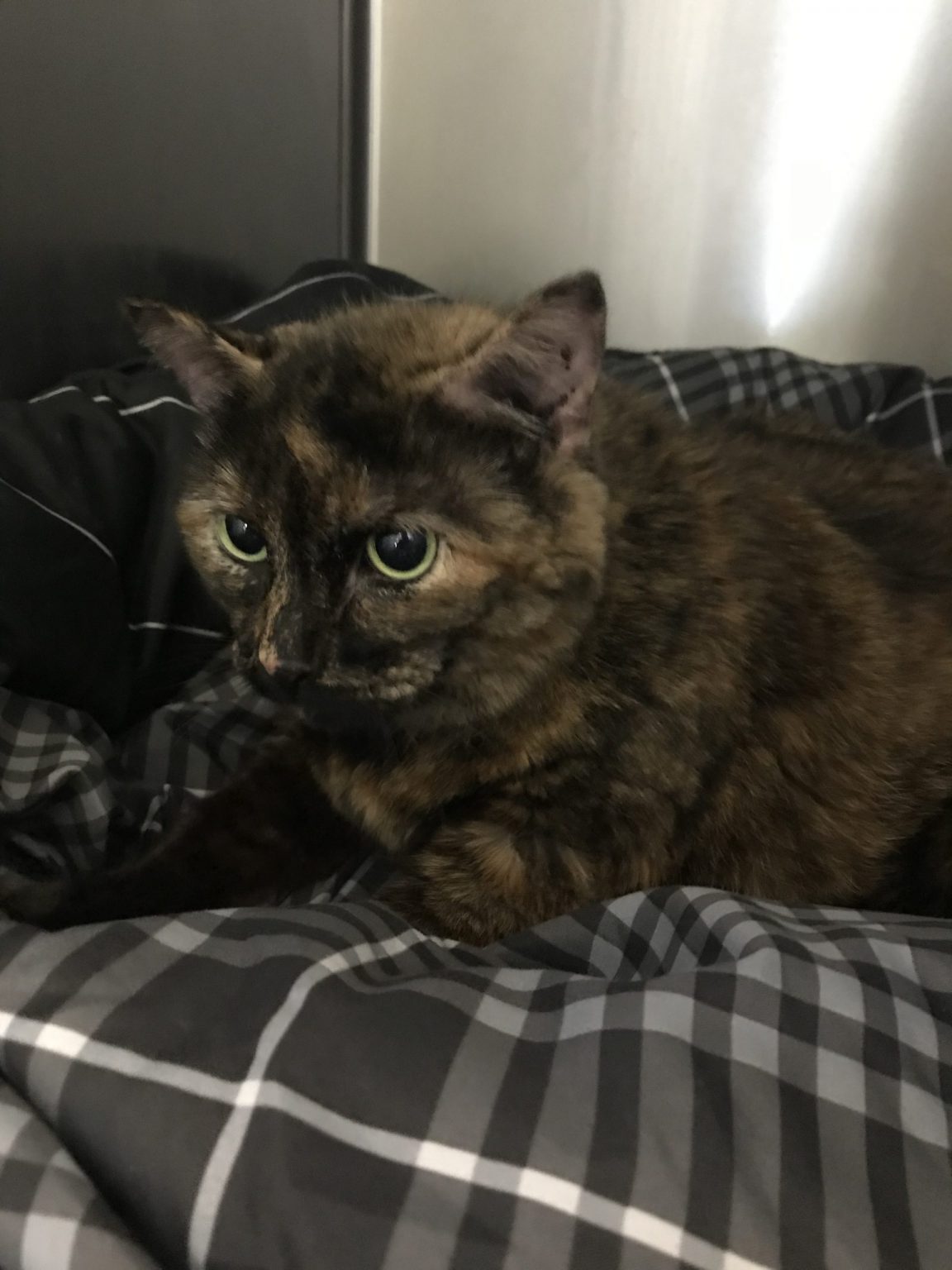 Cats for Adoption in Baton Rouge Get a Pet from the CAAWS Shelter