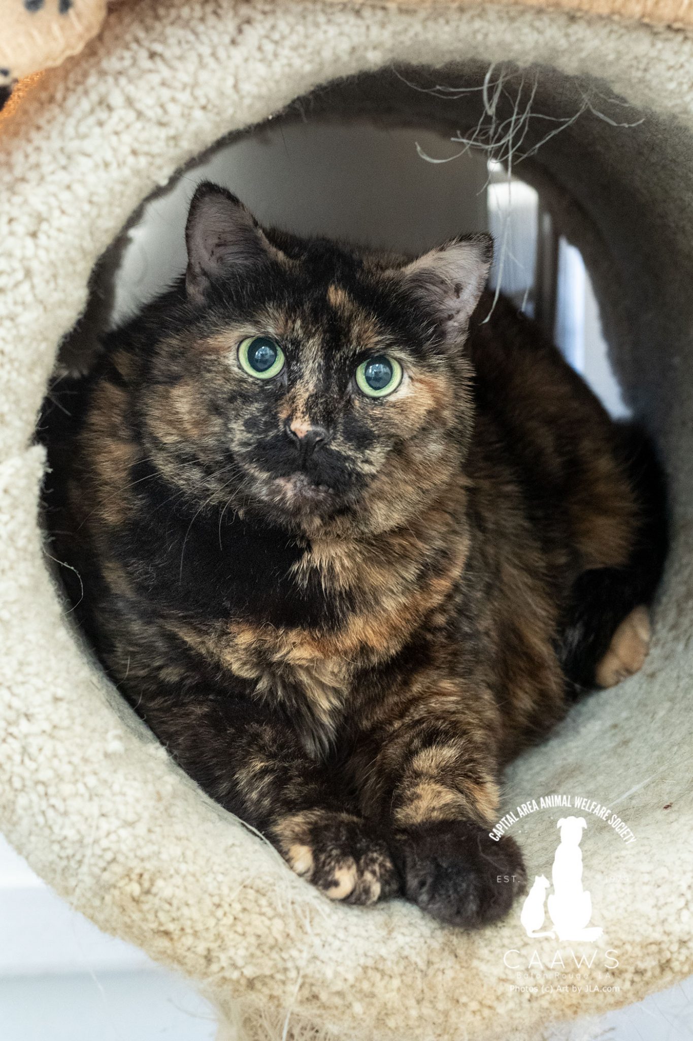 Cats for Adoption in Baton Rouge Get a Pet from the CAAWS Shelter