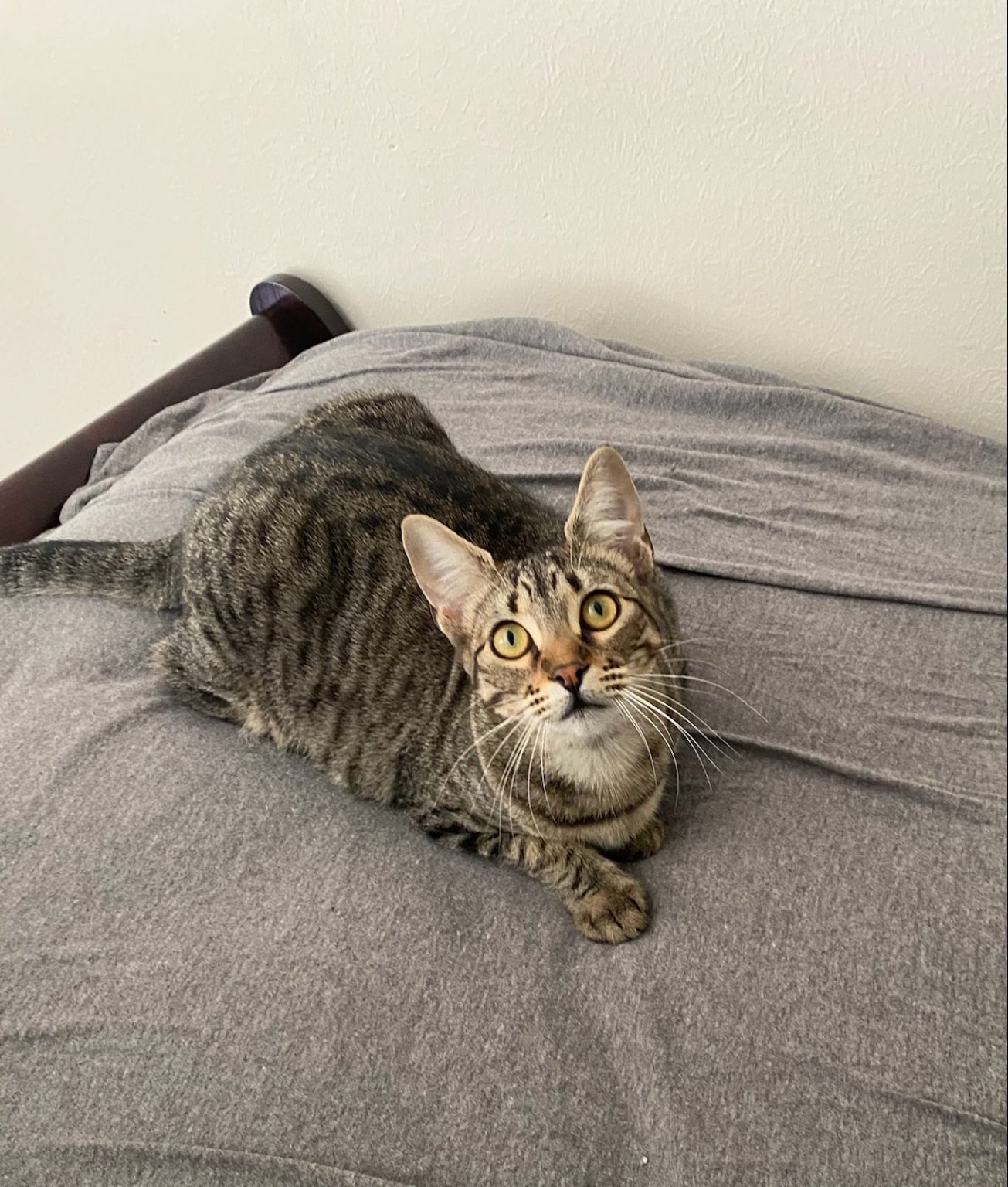 Cats for Adoption in Baton Rouge Get a Pet from the CAAWS Shelter