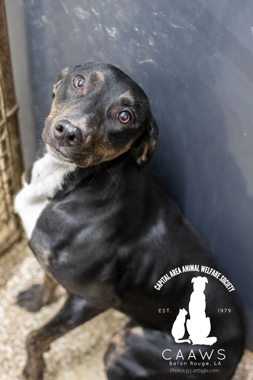 Dogs for Adoption in Baton Rouge Get a Pet from the CAAWS Shelter