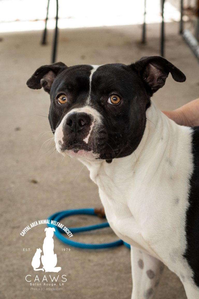 Dogs for Adoption in Baton Rouge Get a Pet from the CAAWS Shelter