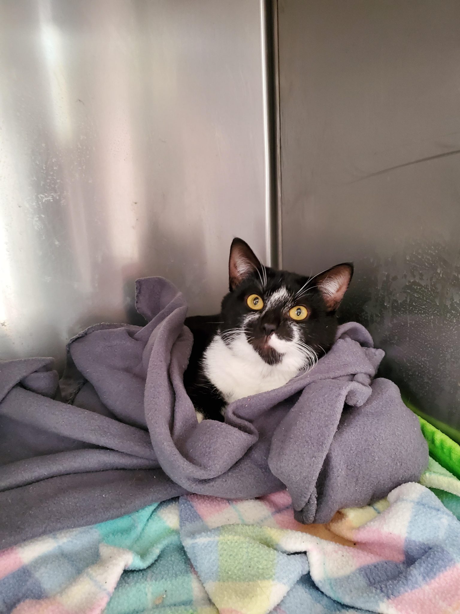 Cats for Adoption in Baton Rouge Get a Pet from the CAAWS Shelter