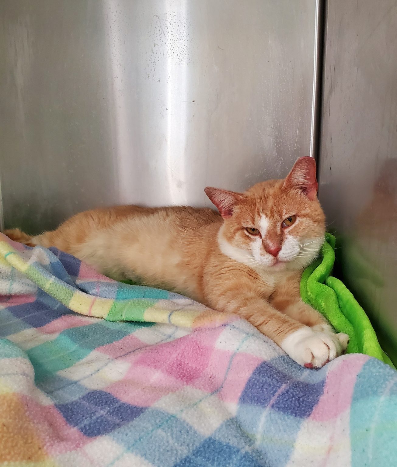Cats for Adoption in Baton Rouge Get a Pet from the CAAWS Shelter
