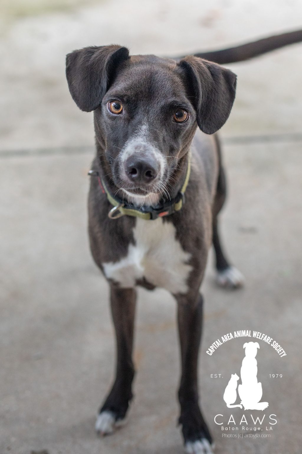 Dogs for Adoption in Baton Rouge Get a Pet from the CAAWS Shelter