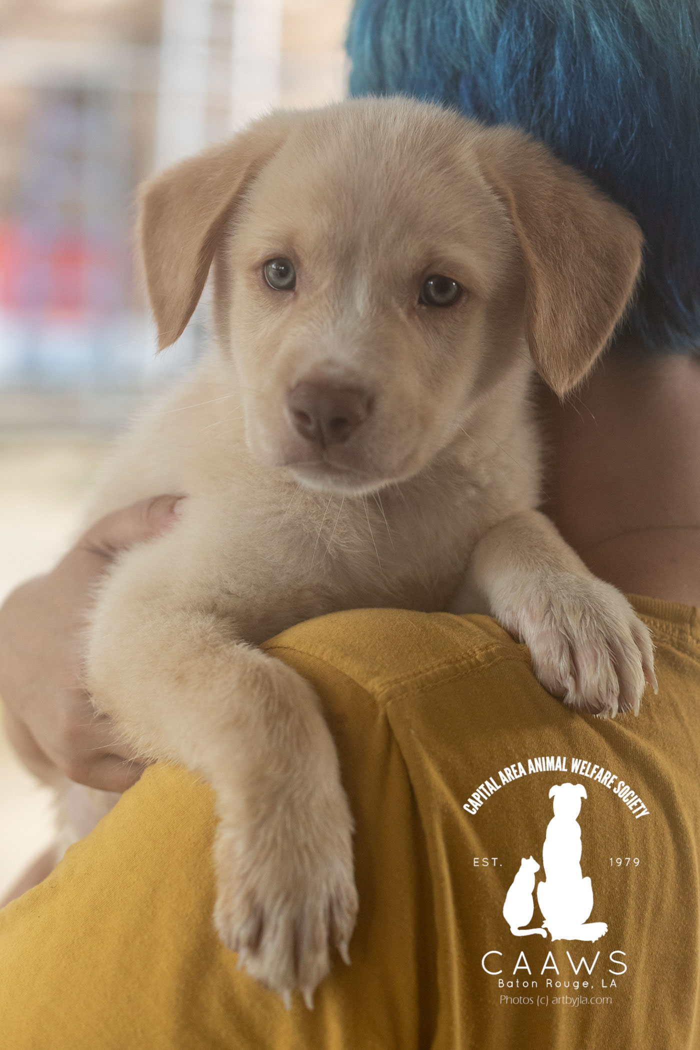 Dogs for Adoption in Baton Rouge Get a Pet from the CAAWS Shelter