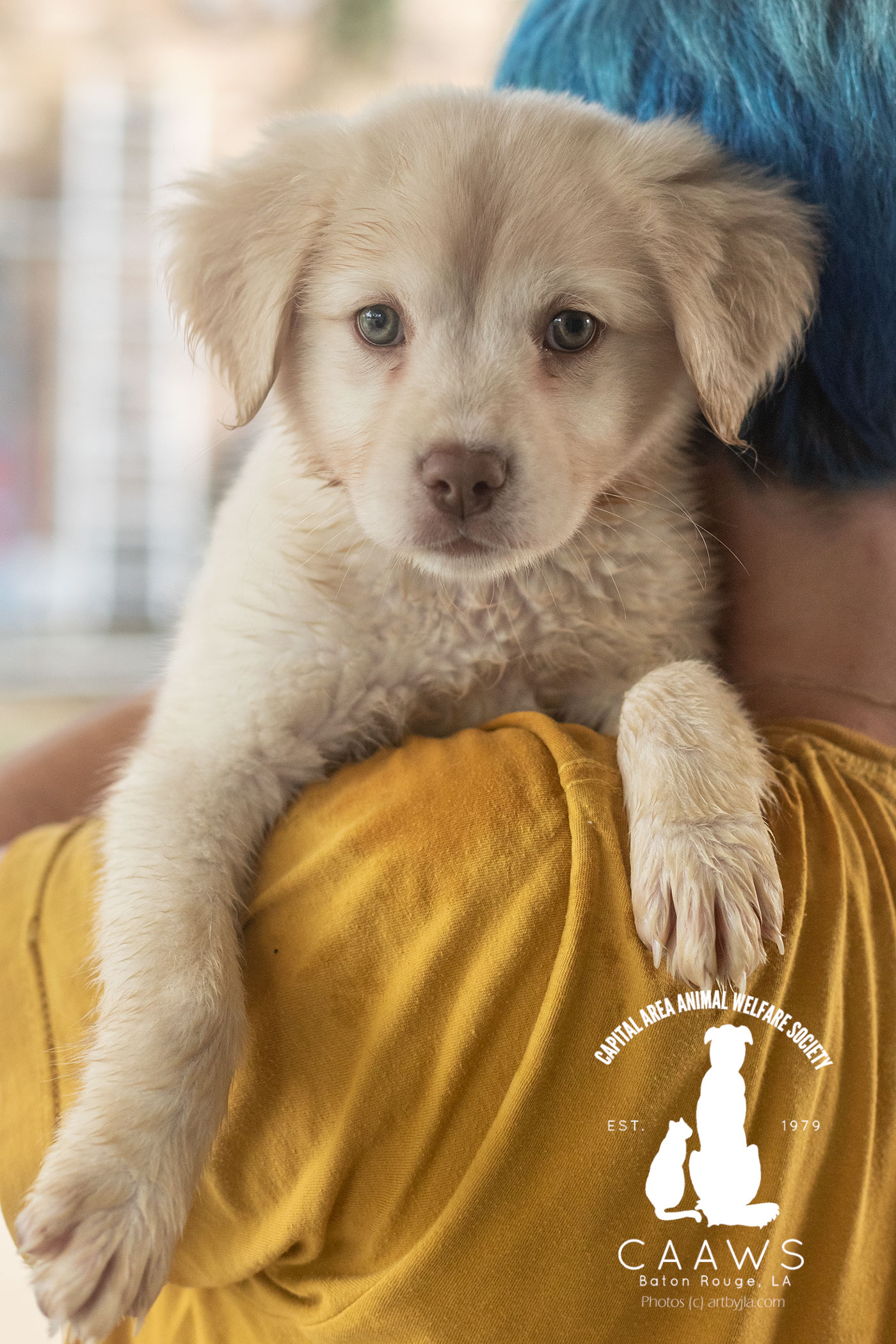 Baton Rouge Dog Adoption
