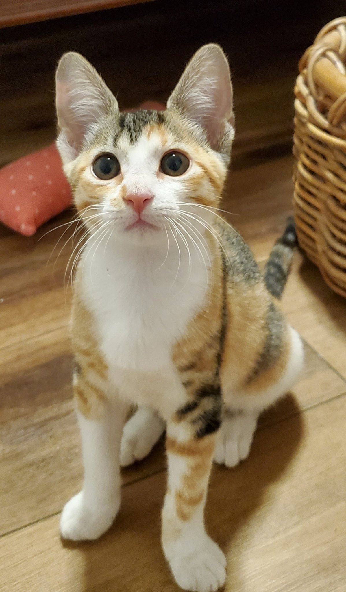 Cats for Adoption in Baton Rouge Get a Pet from the CAAWS Shelter