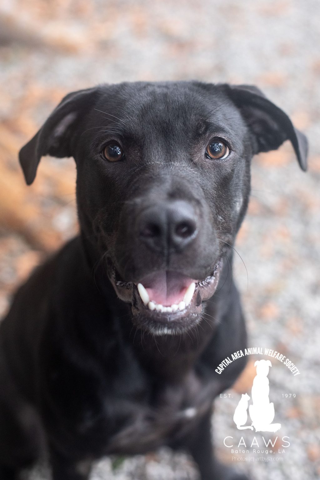 Dogs for Adoption in Baton Rouge Get a Pet from the CAAWS Shelter