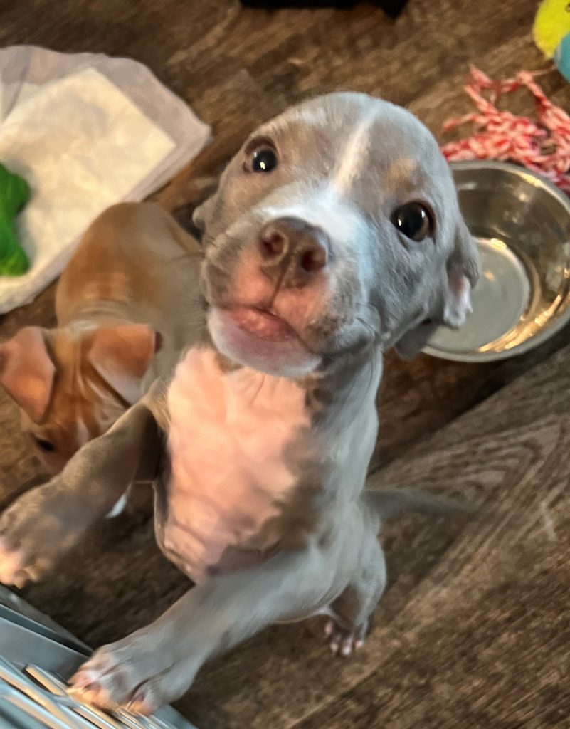 Dogs for Adoption in Baton Rouge Get a Pet from the CAAWS Shelter