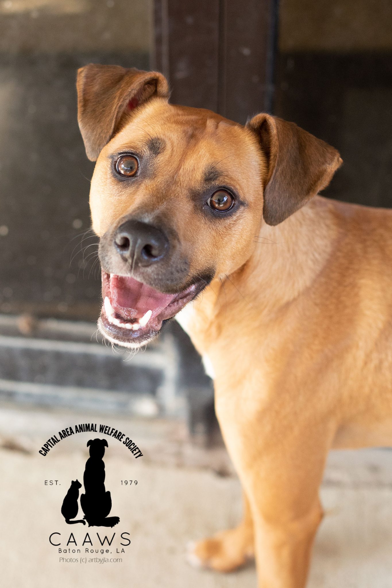 Dogs for Adoption in Baton Rouge Get a Pet from the CAAWS Shelter