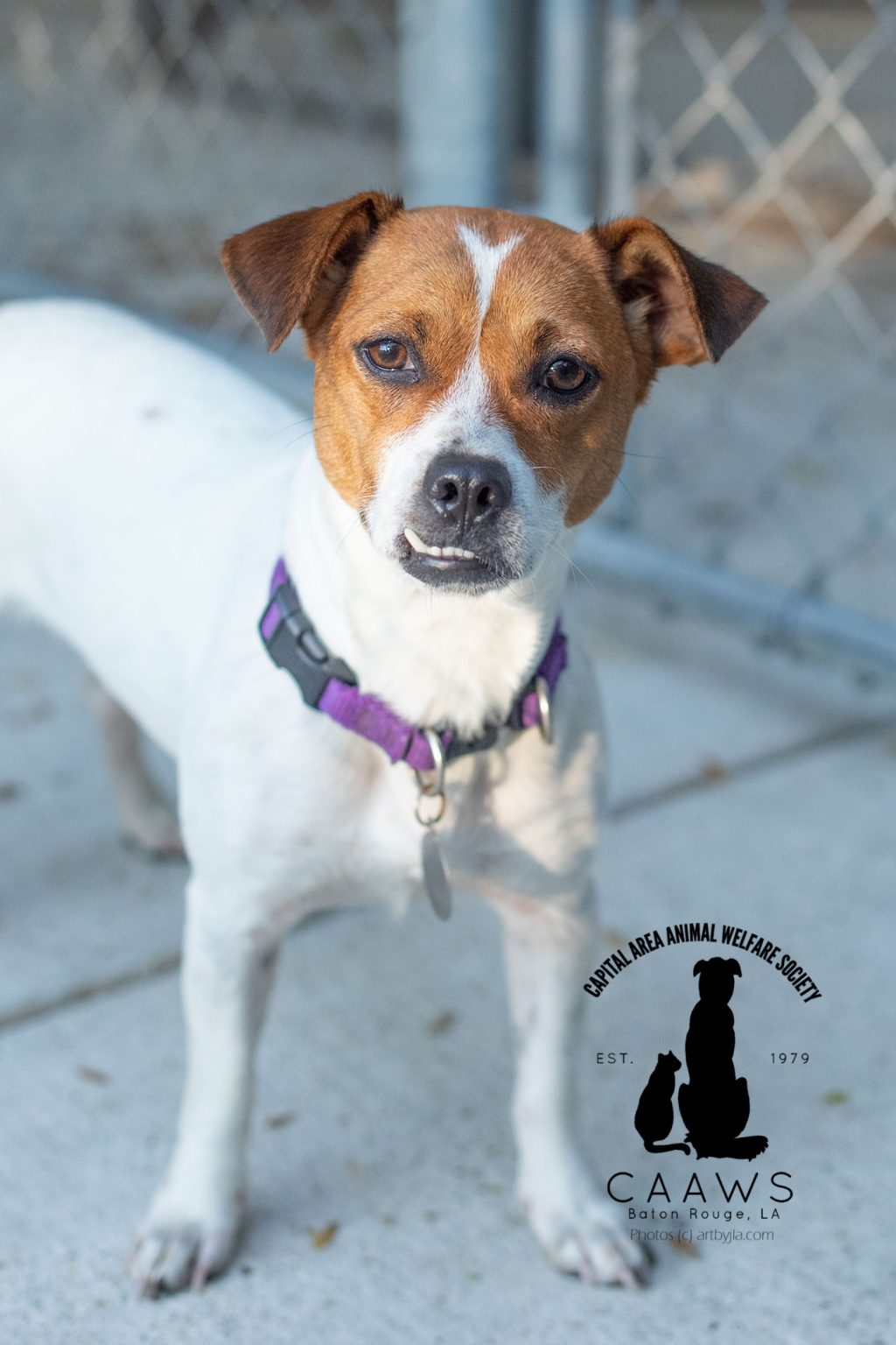 Dogs for Adoption in Baton Rouge Get a Pet from the CAAWS Shelter