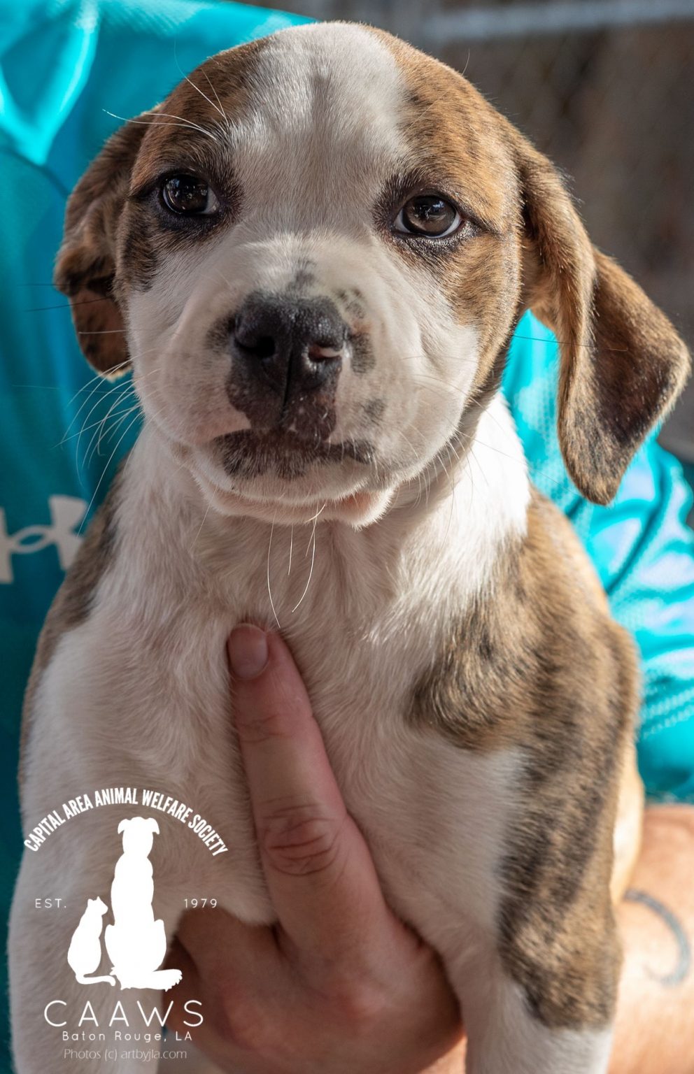 Dogs for Adoption in Baton Rouge Get a Pet from the CAAWS Shelter