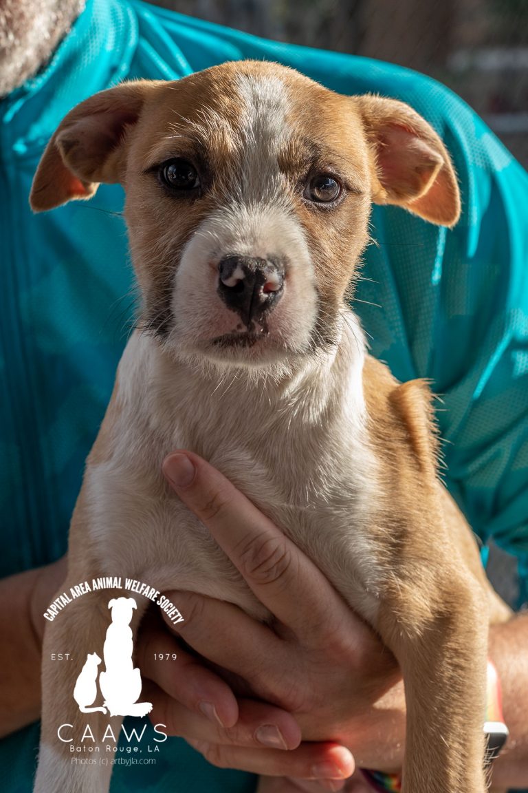 Dogs for Adoption in Baton Rouge Get a Pet from the CAAWS Shelter