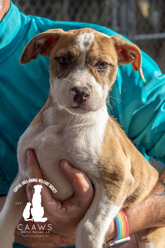 Dogs for Adoption in Baton Rouge Get a Pet from the CAAWS Shelter