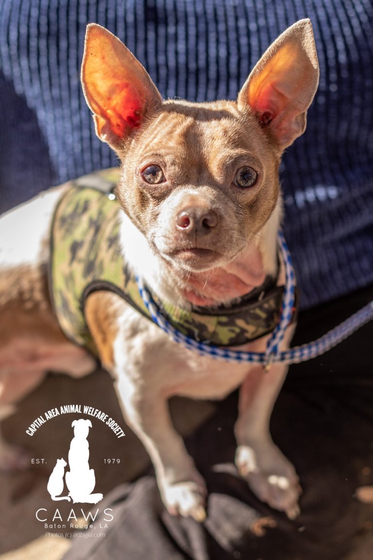 Dogs for Adoption in Baton Rouge Get a Pet from the CAAWS Shelter