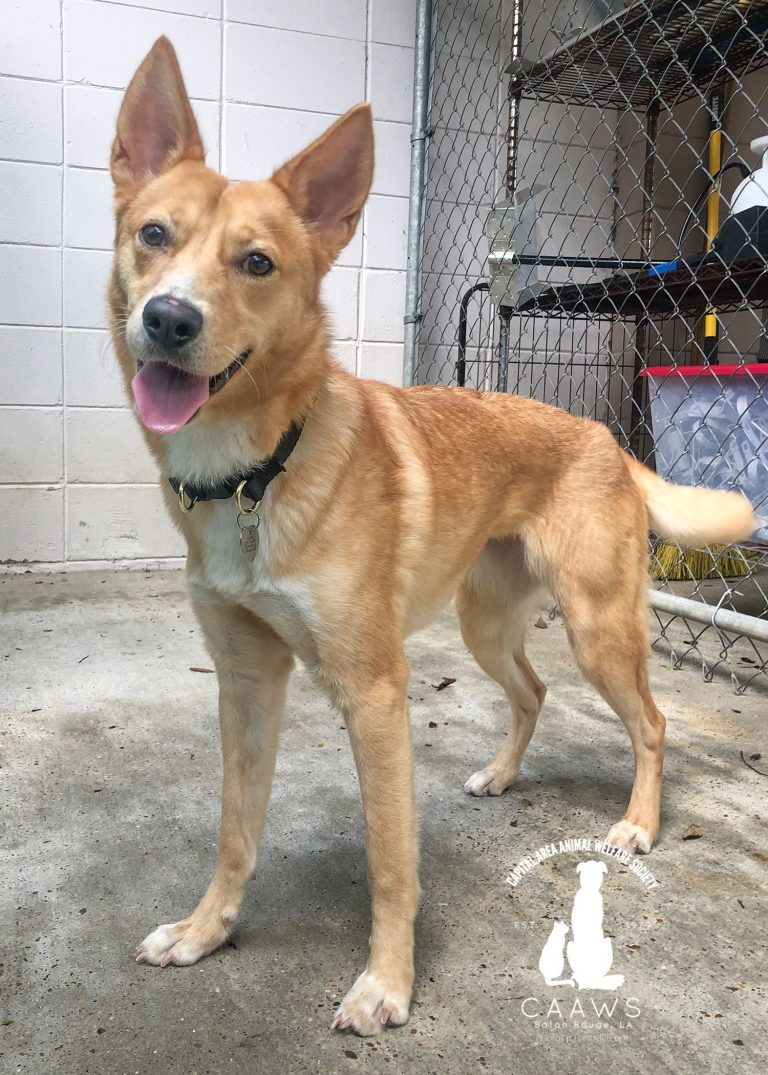 Dogs for Adoption in Baton Rouge Get a Pet from the CAAWS Shelter