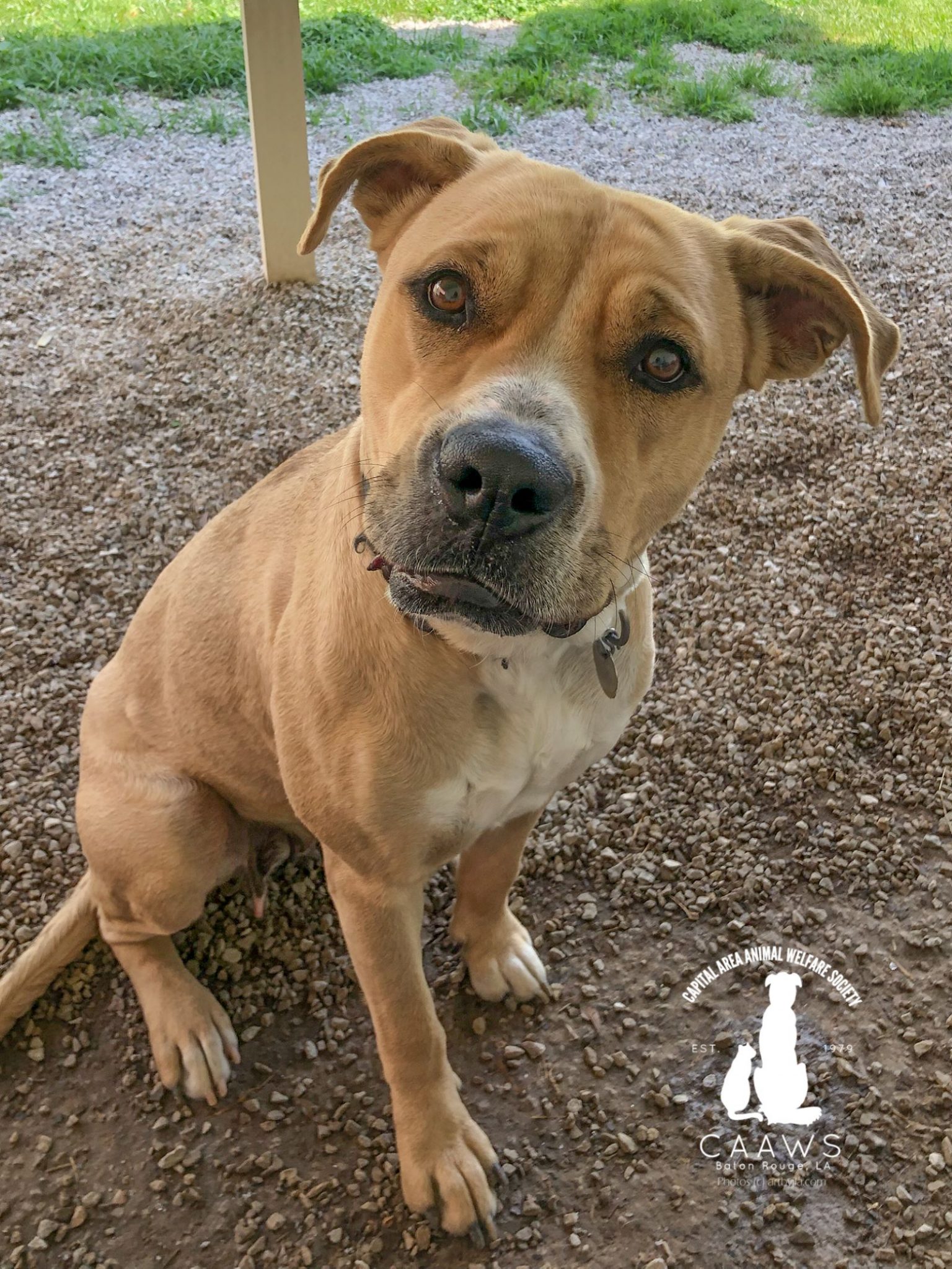 Dogs for Adoption in Baton Rouge Get a Pet from the CAAWS Shelter