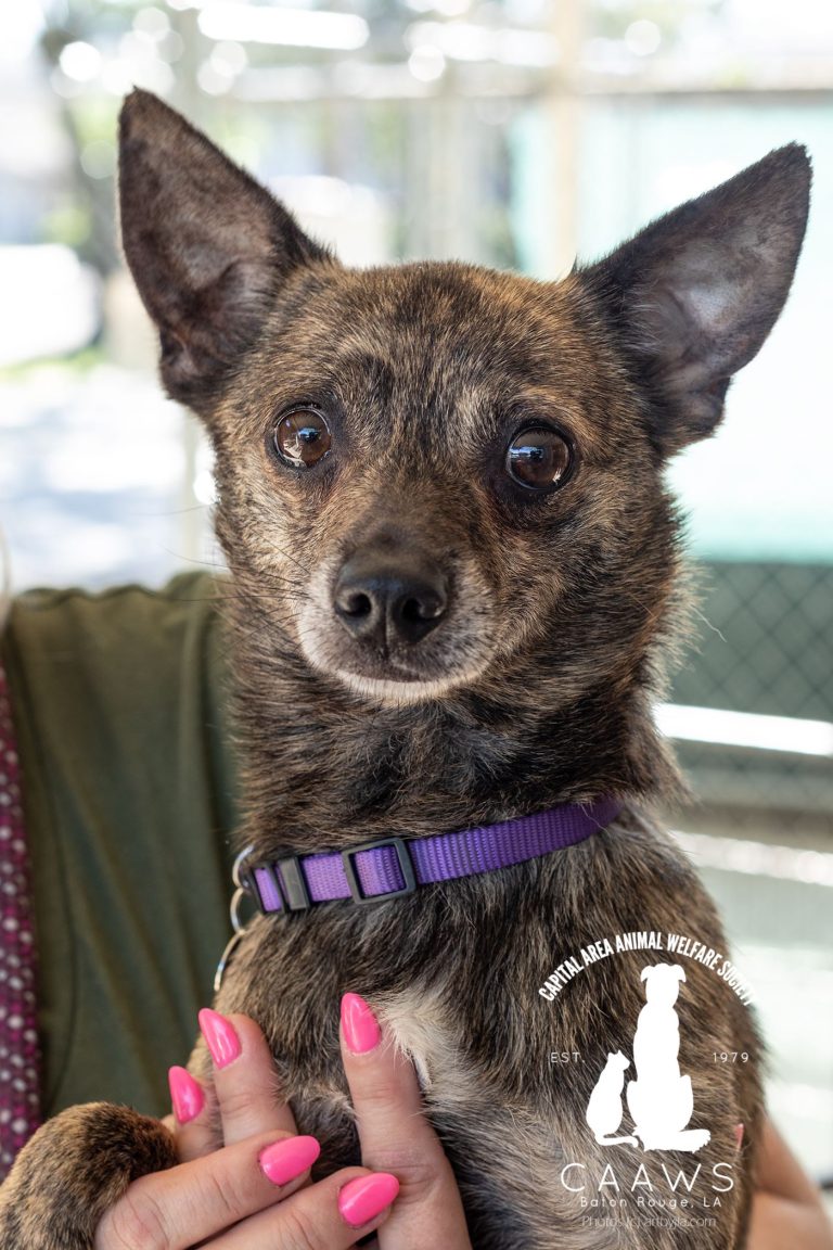 Dogs for Adoption in Baton Rouge Get a Pet from the CAAWS Shelter