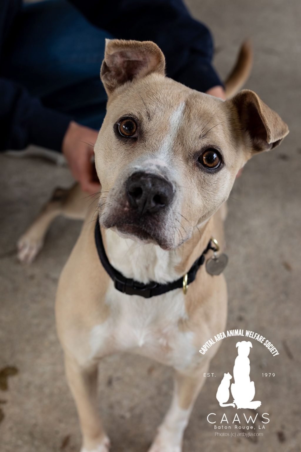 Dogs for Adoption in Baton Rouge Get a Pet from the CAAWS Shelter