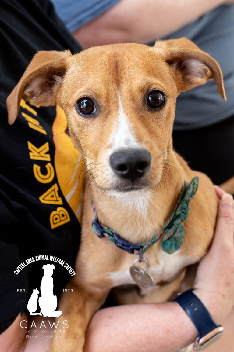 Dogs for Adoption in Baton Rouge Get a Pet from the CAAWS Shelter