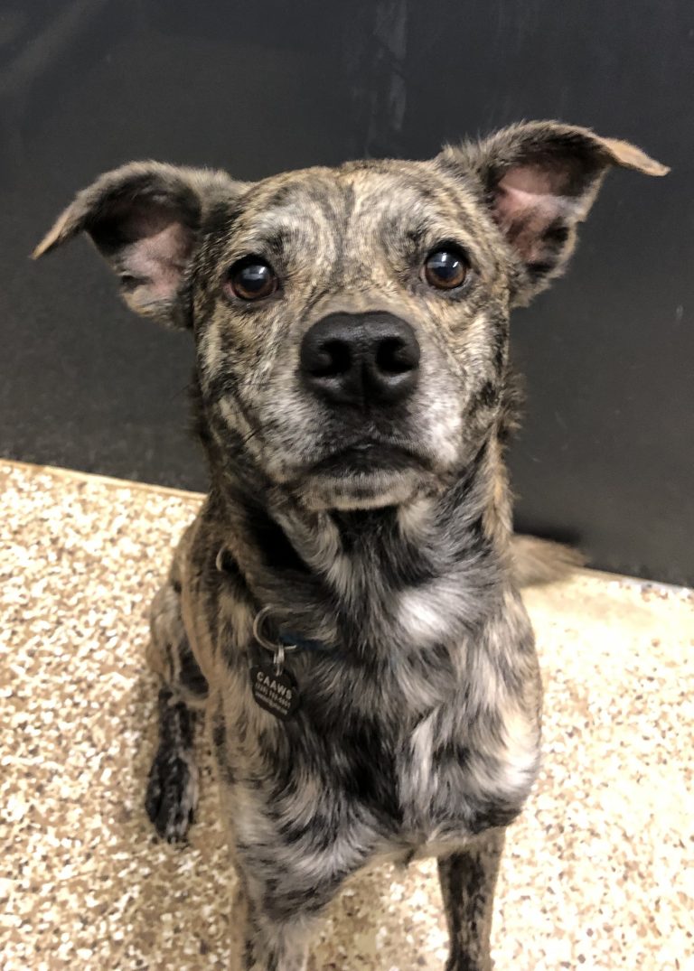 Dogs for Adoption in Baton Rouge Get a Pet from the CAAWS Shelter