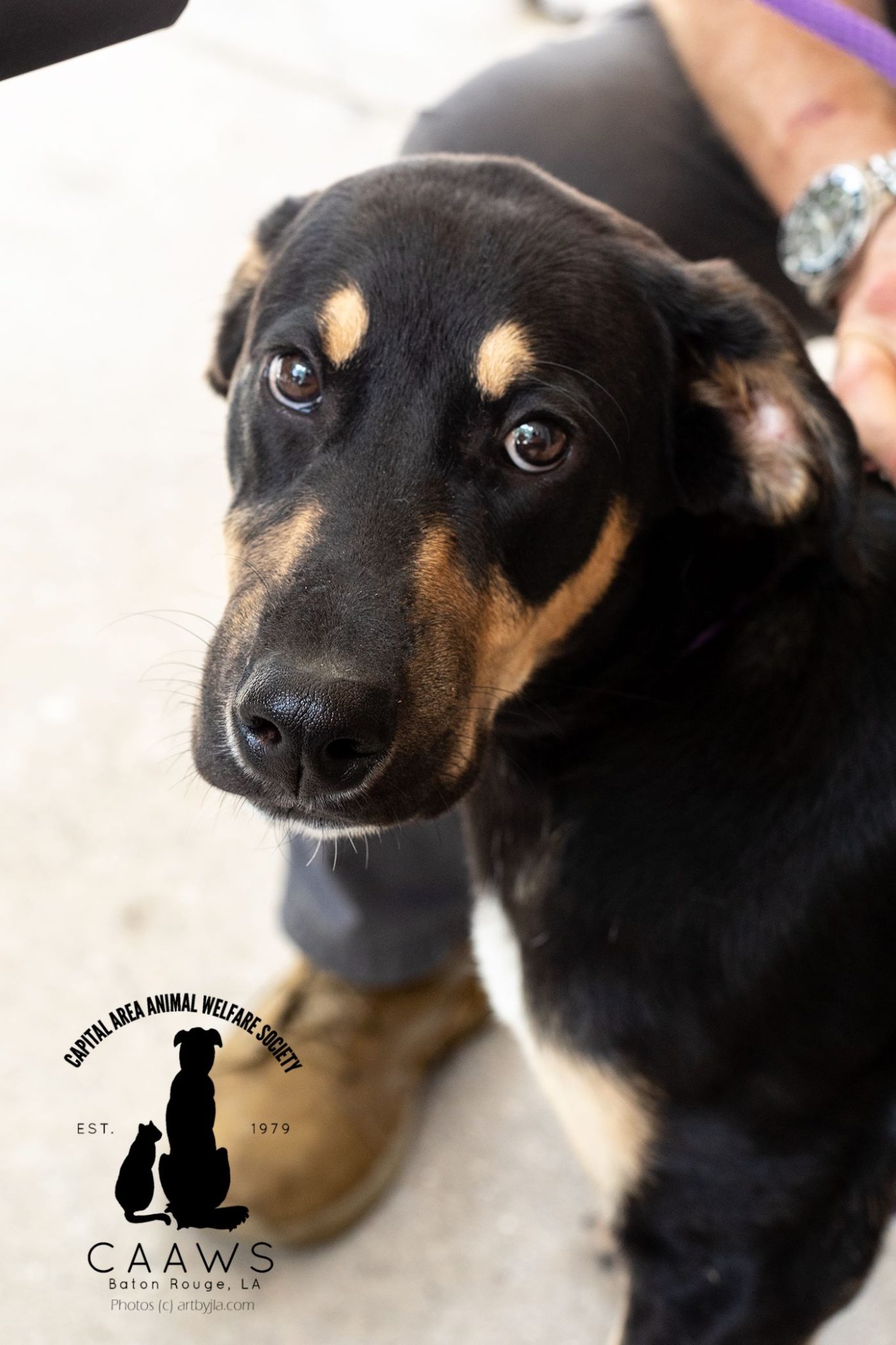 Dogs for Adoption in Baton Rouge Get a Pet from the CAAWS Shelter