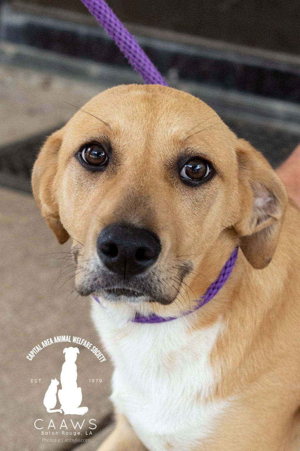 Dogs for Adoption in Baton Rouge Get a Pet from the CAAWS Shelter