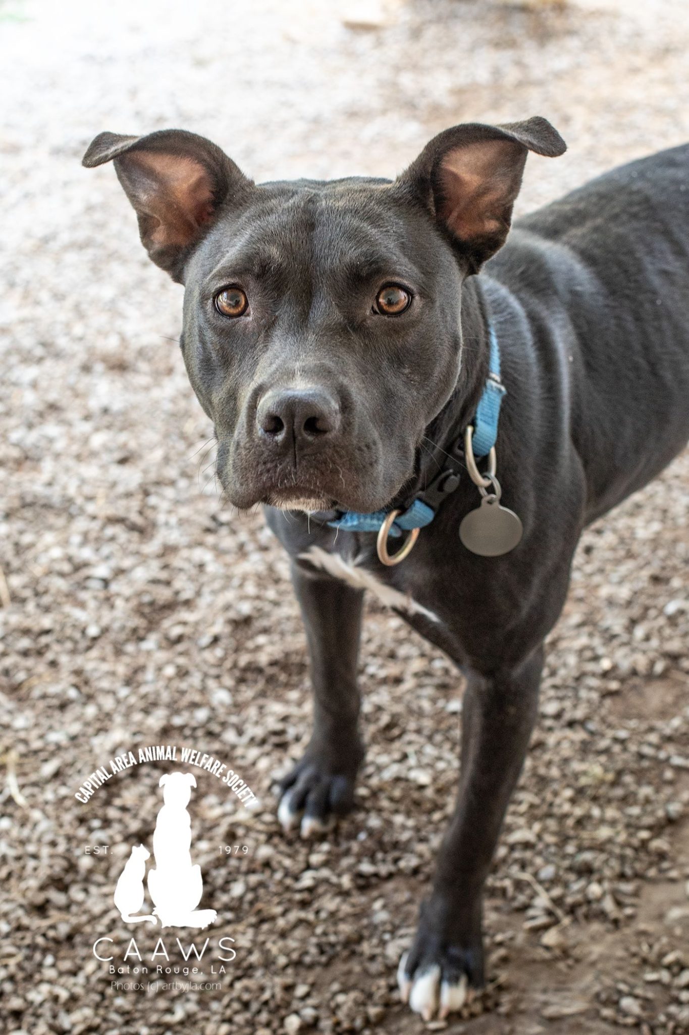 Dogs for Adoption in Baton Rouge Get a Pet from the CAAWS Shelter