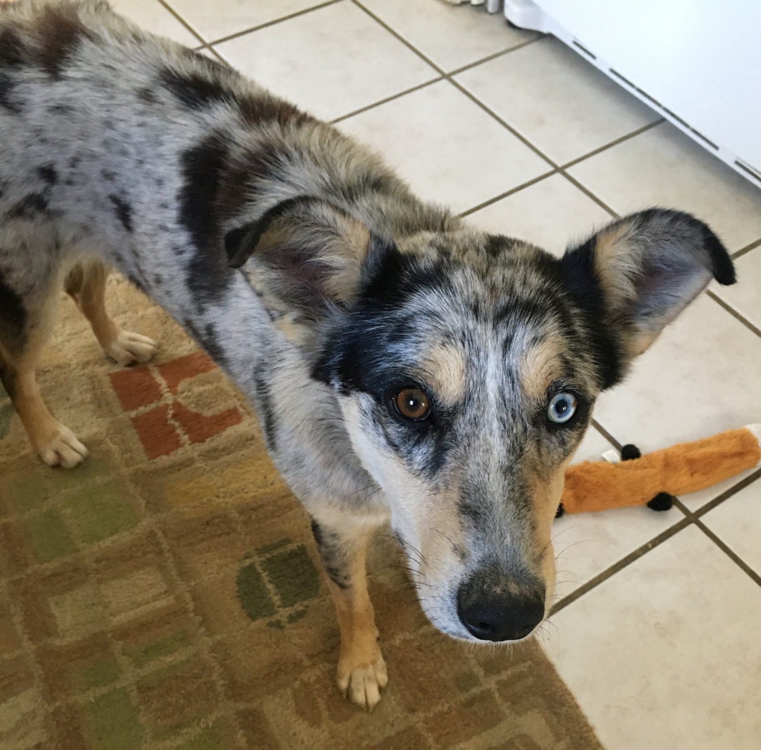 Dogs for Adoption in Baton Rouge Get a Pet from the CAAWS Shelter