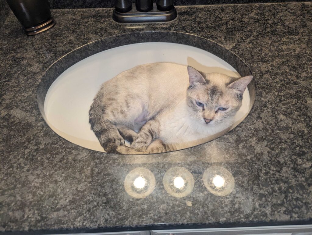 Bleu curled up in a sink