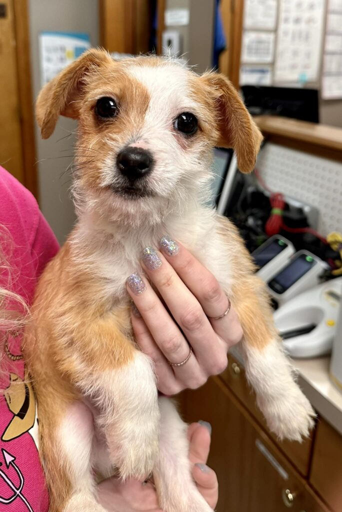 Breezy as a puppy in someone's hands. He has wiry brown and white hair and floppy ears.