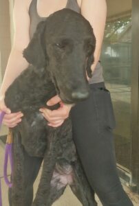 Image of Noodle. She is a large black Poodle. A person is holding her up for a picture